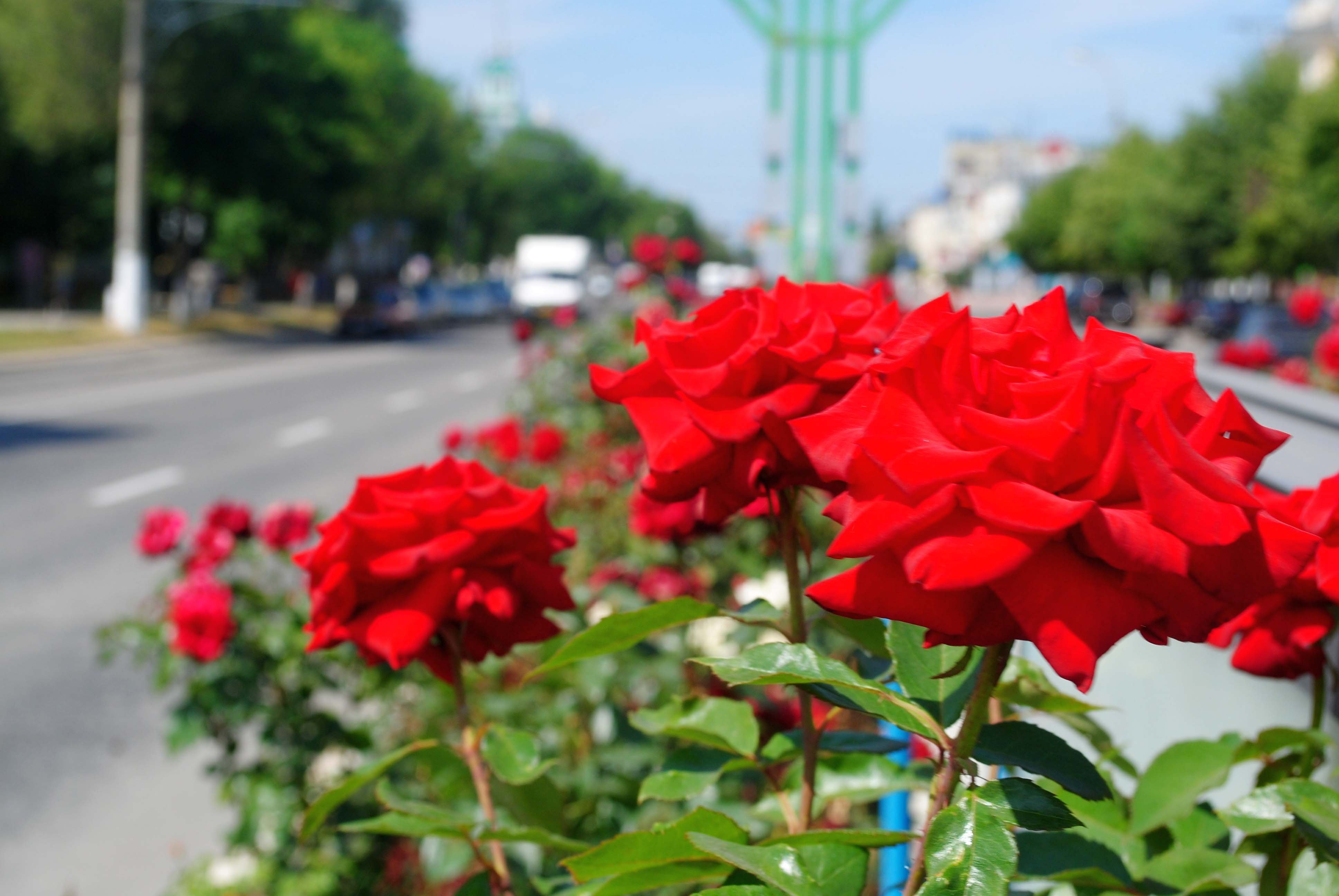 Аллея роз Луганск