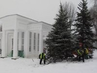 Высадка елей в городском парке имени Горького