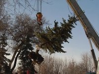 Высадка елей в городском парке имени Горького