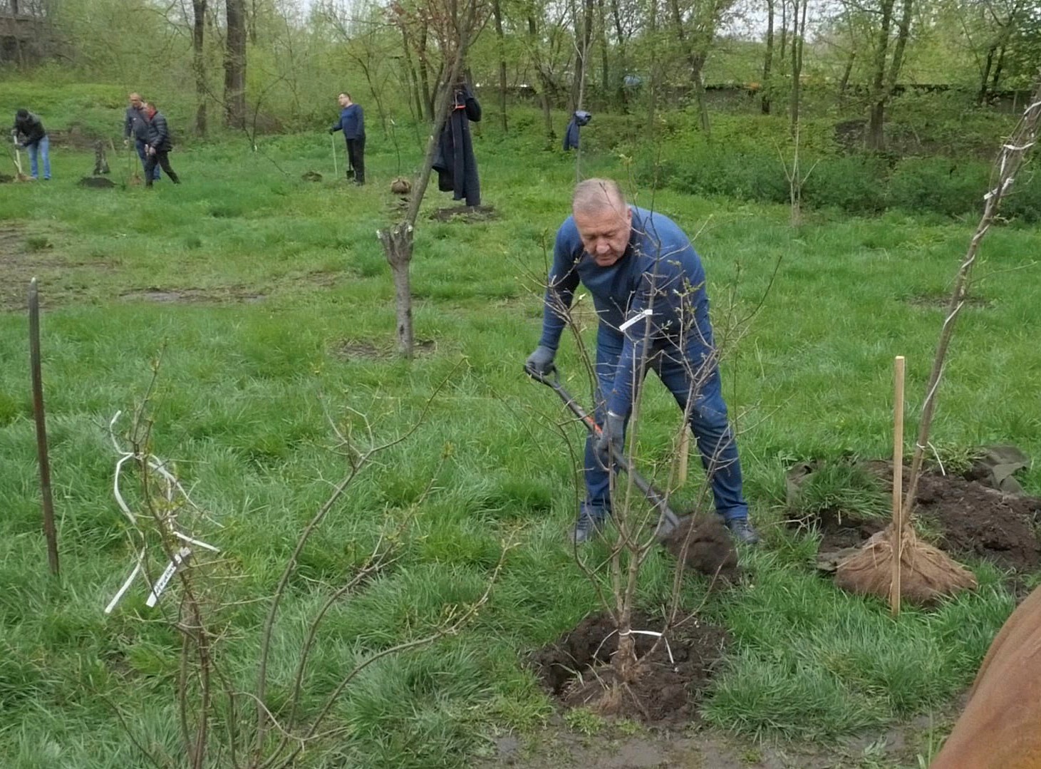 Манолис Пилавов и сотрудники Администрации Луганска высадили в парке  Горького сакуру, сирень и хвойные деревья (видео) » Администрация города  Луганска - Луганской Народной Республики